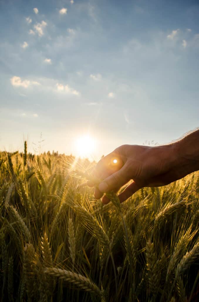 Main touchant des épis de blé mûrs dans un champ au coucher du soleil avec un fort contre-jour.