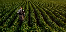Un agriculteur en chemise à carreaux marche dos à l'observateur dans un champ luxuriant de rangs serrés de cultures vertes.