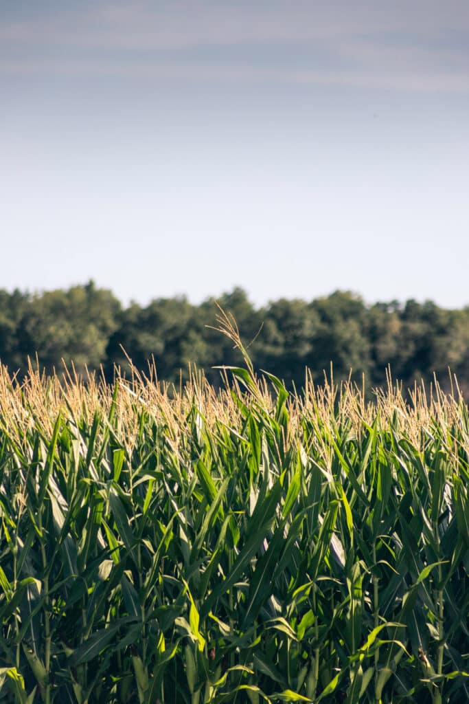 Champ de maïs vert luxuriant en pleine croissance, ses spathes dorées contrastant avec un arrière-plan flou d'arbres et un ciel pâle.