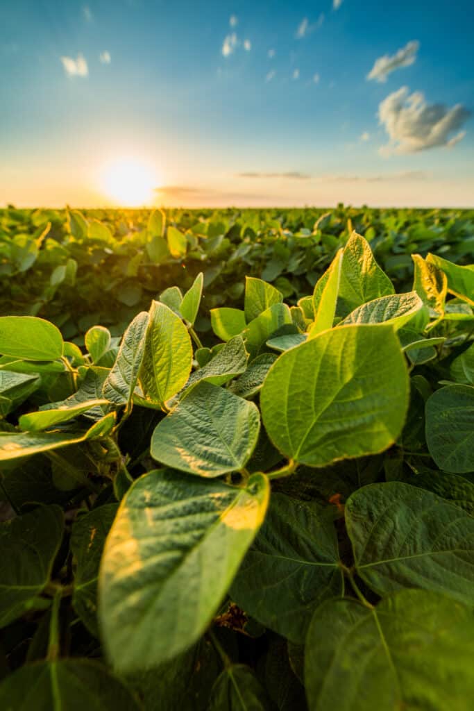 Gros plan sur des feuilles de soja vertes, éclairées par le soleil couchant flamboyant à l'horizon d'un champ agricole.