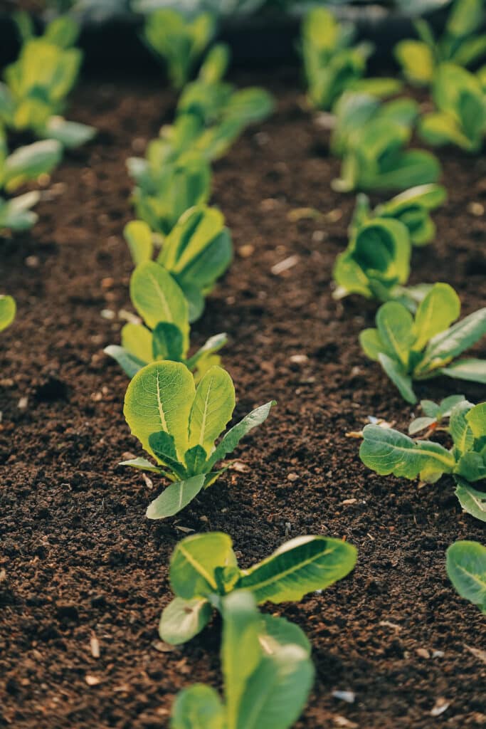 Jeunes plants de laitue romaine en rangées serrées dans une terre sombre et fertile, mise au point sur une pousse centrale éclairée par le soleil.