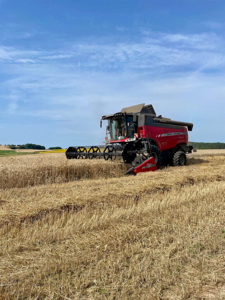 Moissonneuse-batteuse Massey Ferguson 7270 Beta rouge récoltant un champ de blé mûr sous un ciel bleu.