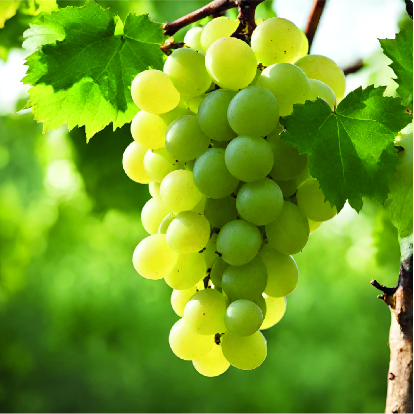 Réseau Nutrivista en Charente-04