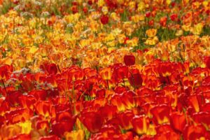 tulips-g48767e1d7_1920