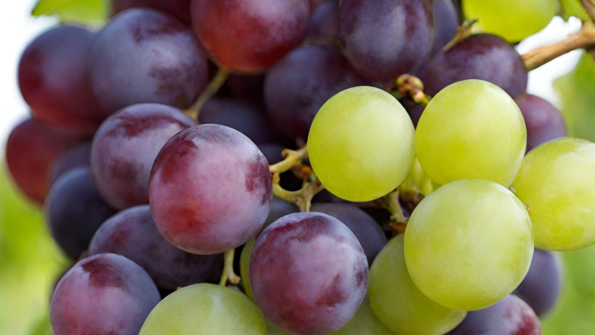 Vitivista - Lancement de campagne Vigne