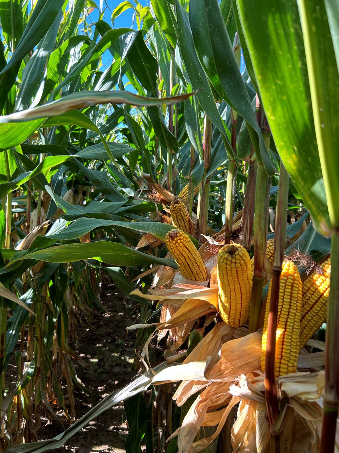 vitivista_rallye_maïs_2024