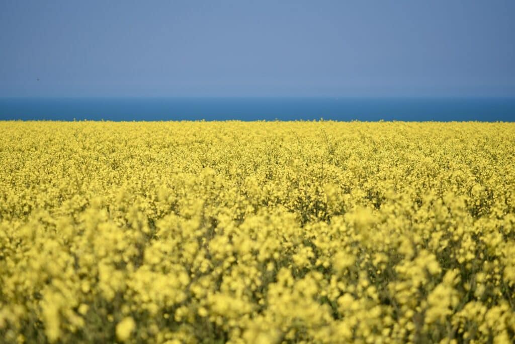 Colza jaune et mer bleue : la beauté de l'horizon. Champ de colza jaune éclatant au premier plan. L'horizon montre une ligne de mer turquoise intense sous un ciel bleu dégagé.