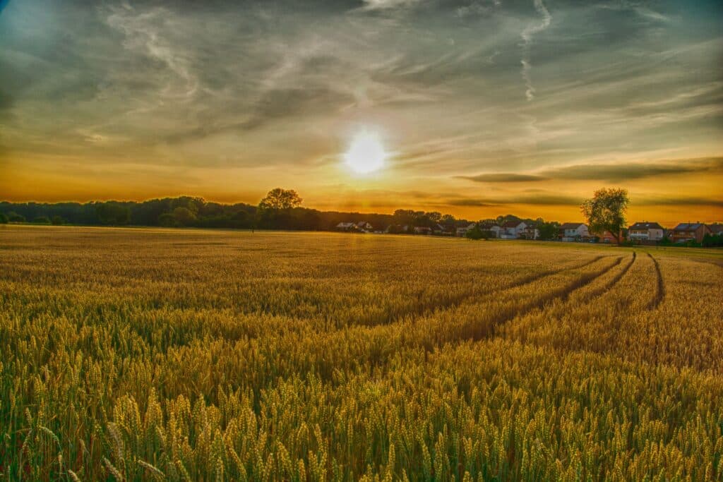 Champs de blé au coucher de soleil : lumière dorée intense. Vaste champ de blé doré au crépuscule. Le soleil brille sur les épis et un lotissement. Traces de tracteur s'incurvant vers la forêt.