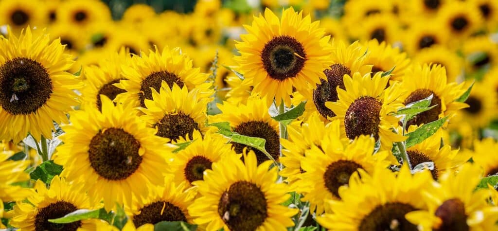 Tournesols: champ jaune éclatant sous le soleil d'été. Gros plan sur un champ dense de tournesols lumineux et vibrants aux pétales jaunes éclatants, avec quelques abeilles butinant.
